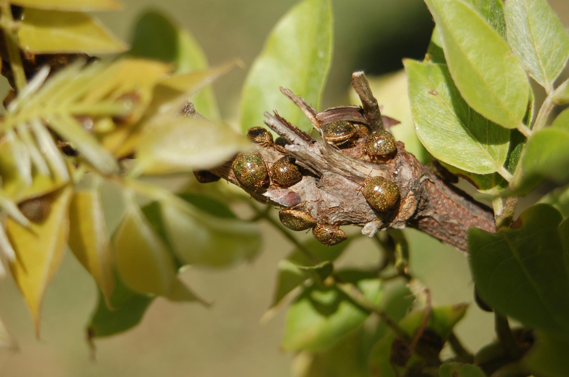 Wisteria Remove Due to Kudzu Bug? Walter Reeves The Gardener