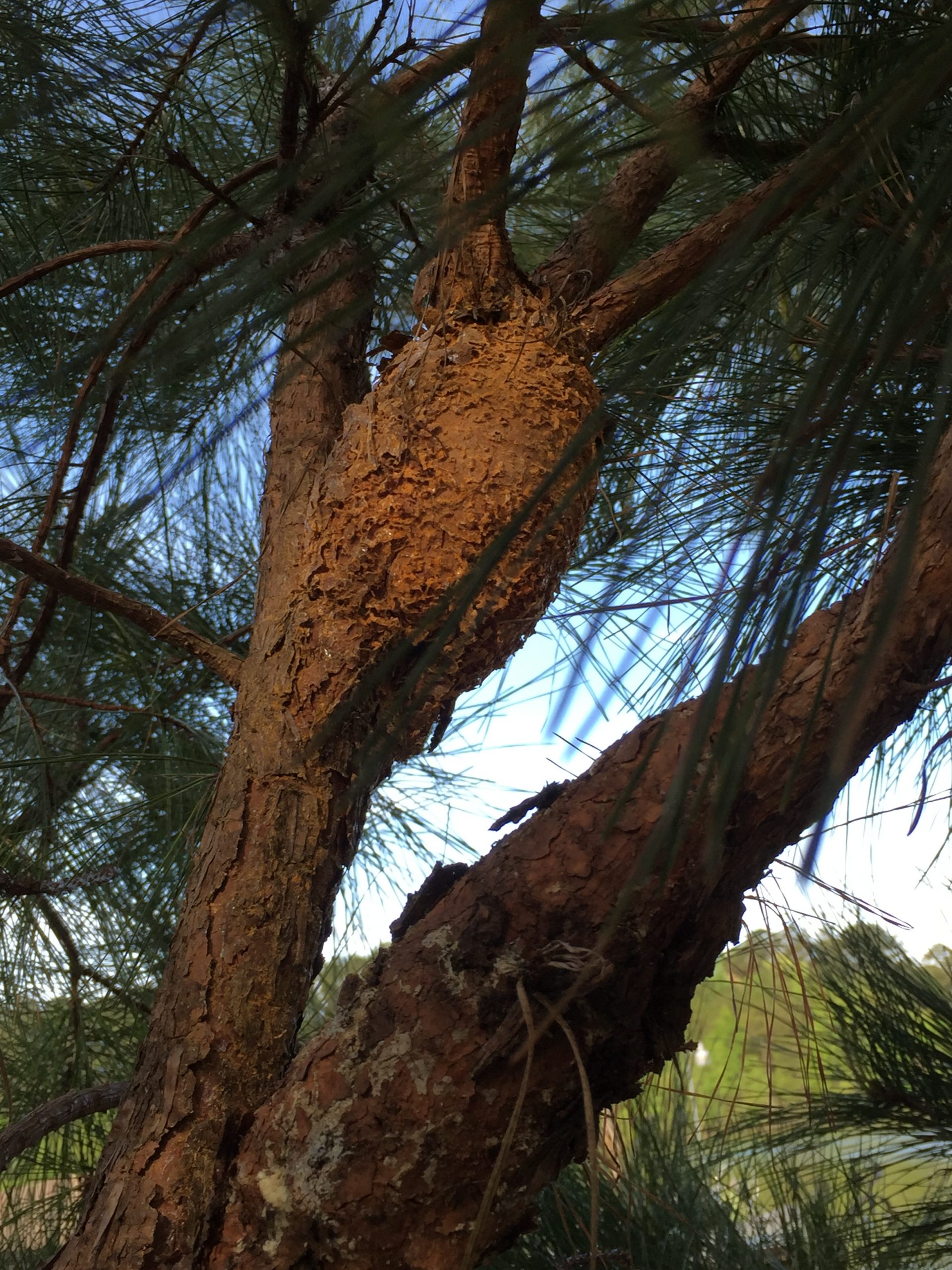 Pine Orange Dust on Gall Walter Reeves The Gardener