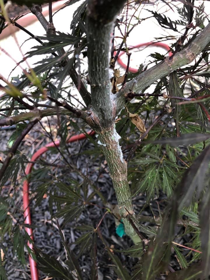 White sticky stuff on Japanese maple branches Planthoppers Walter