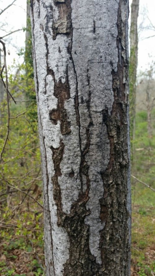 Oak Losing Bark Walter Reeves The Gardener