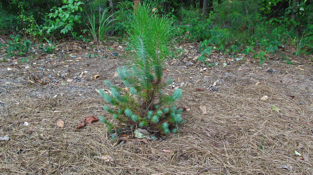 Italian Stone Pine Juvenile Foliage and Mature Foliage Walter