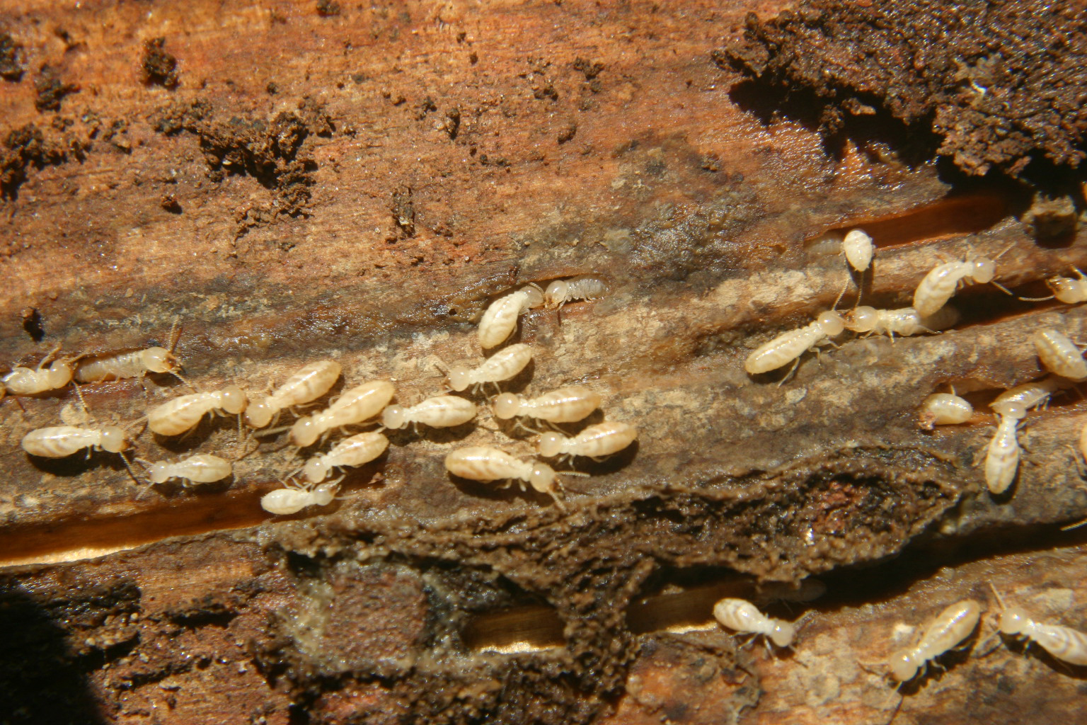 Images Of Termite Larvae Termites Info vrogue.co