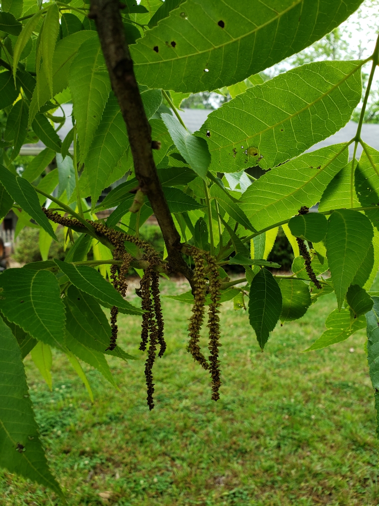 Brown wormy things hanging from pecan branch Walter Reeves The