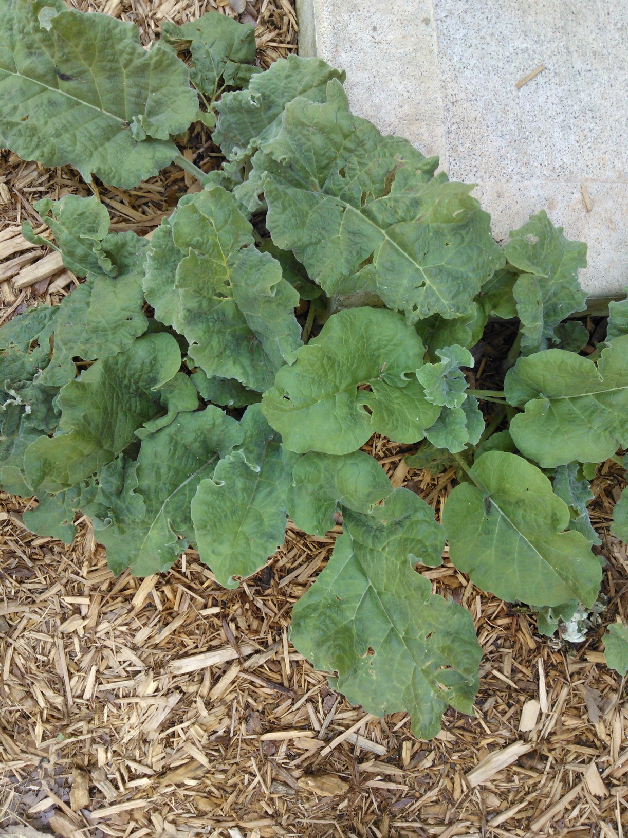 VERY prolific weed Walter Reeves The Gardener