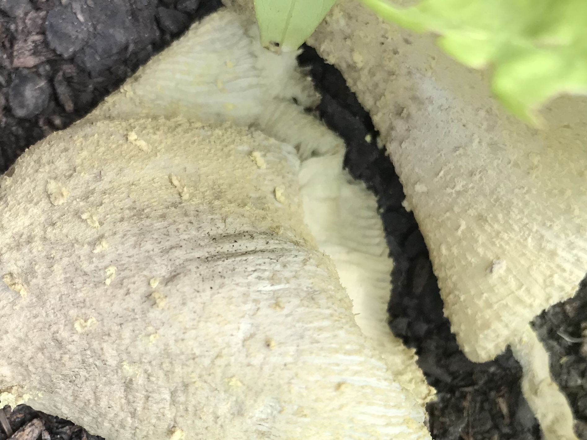 Slime mold on sweet potato stems Walter Reeves The Gardener