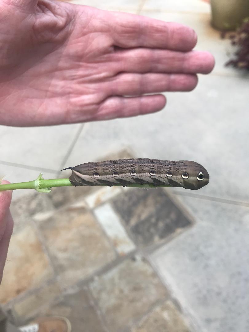Pentas Caterpillar Damage Walter Reeves The Gardener