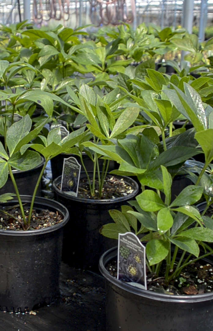 What Do Hellebores Look Like