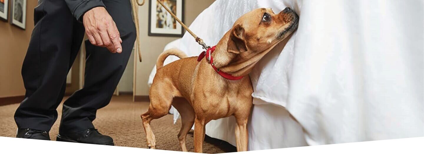 Bed Bug Sniffing Dogs K9 Detection Service from Waltham