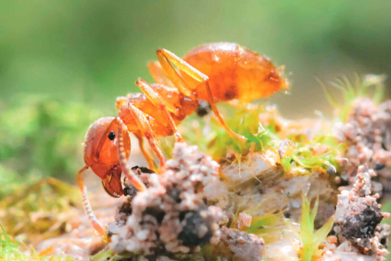 Citronella Ants Facts & Information