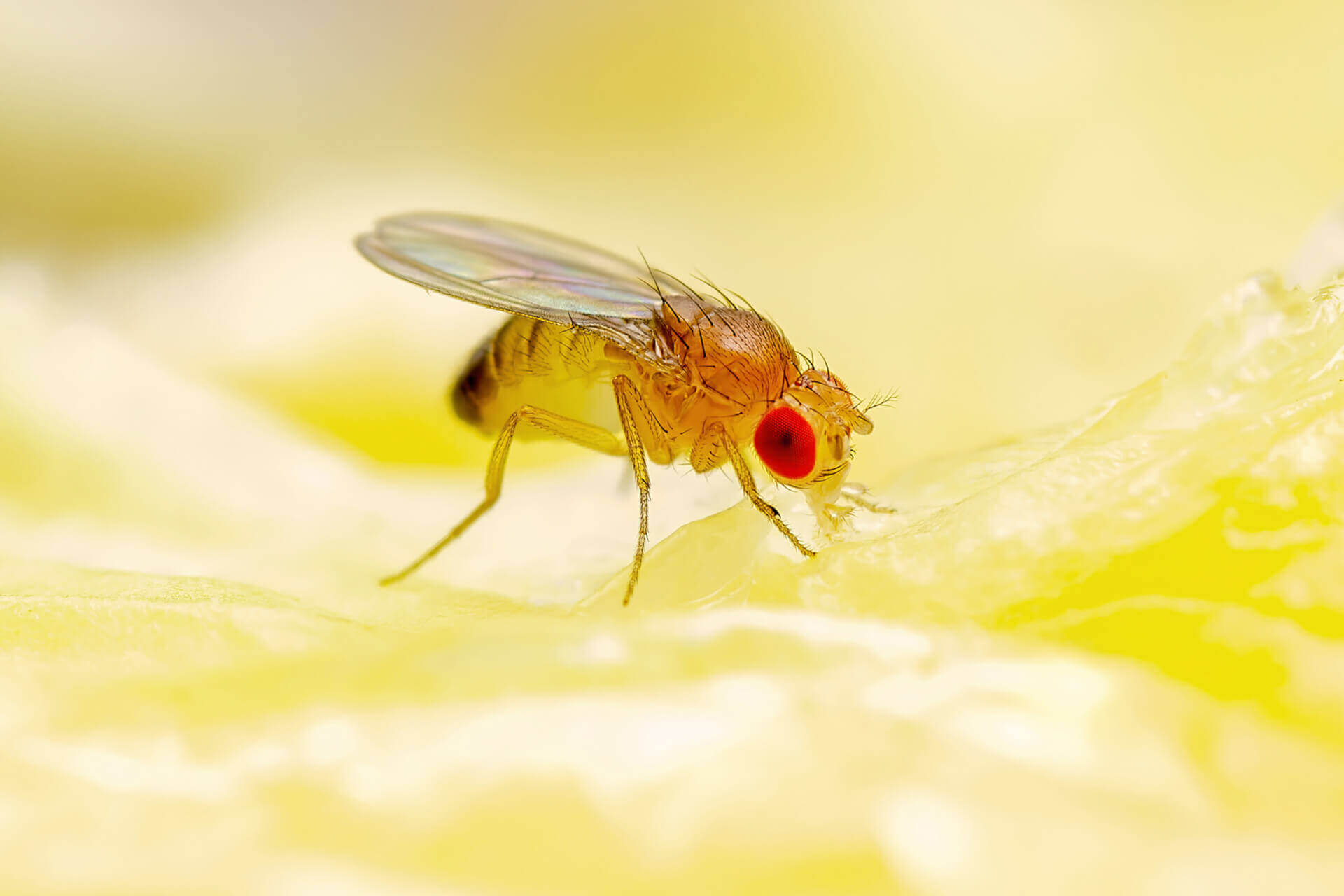 Fruit Fly Pest Control Fly Exterminator Near Me