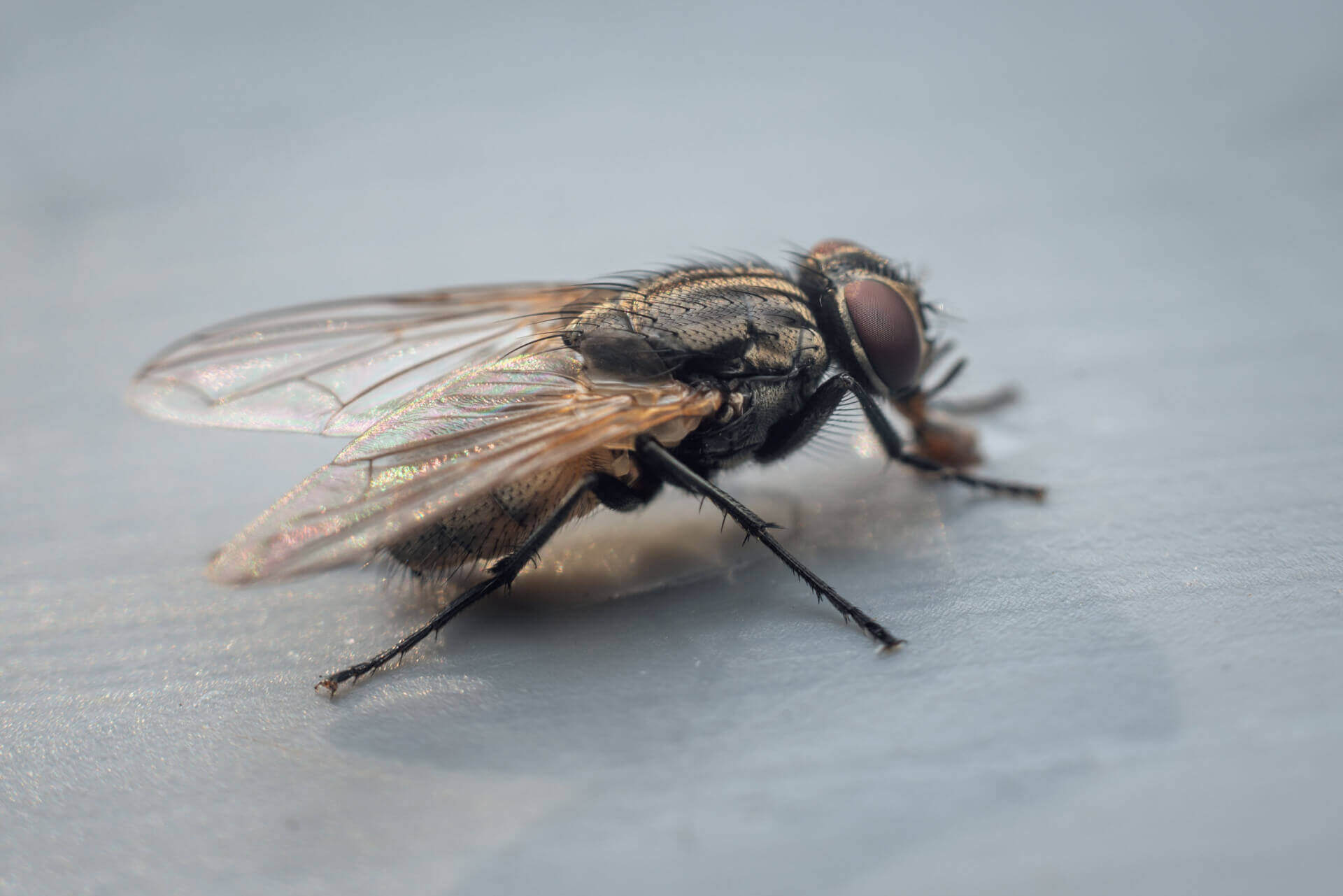 House Flies Control in New England MA, CT, RI, ME, NH