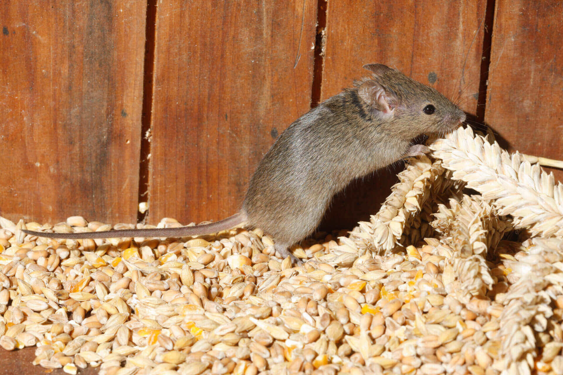 House Mouse Facts & Information