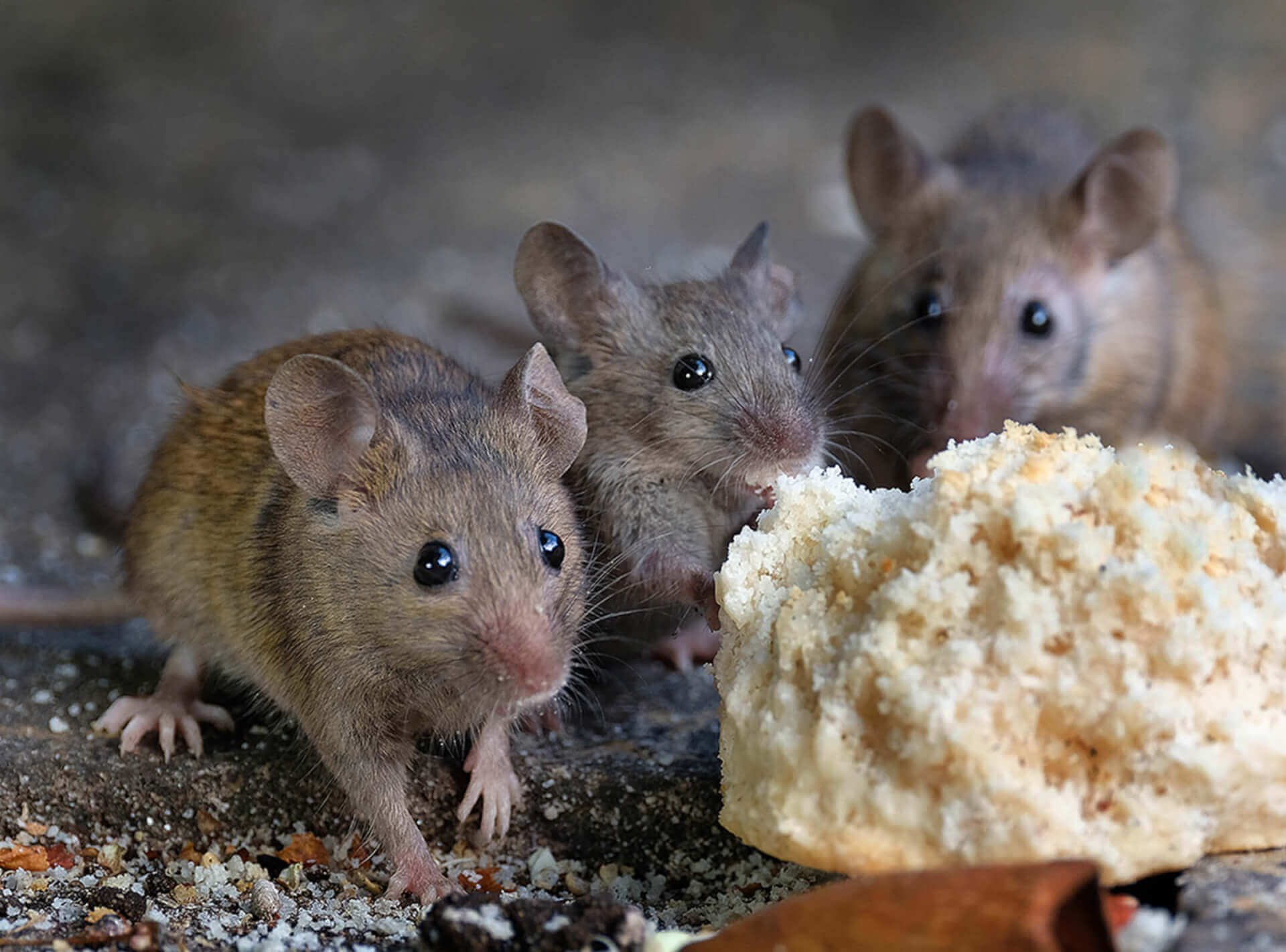 Pictures of Mice Photo Gallery of Mouse Images Waltham Pest Services