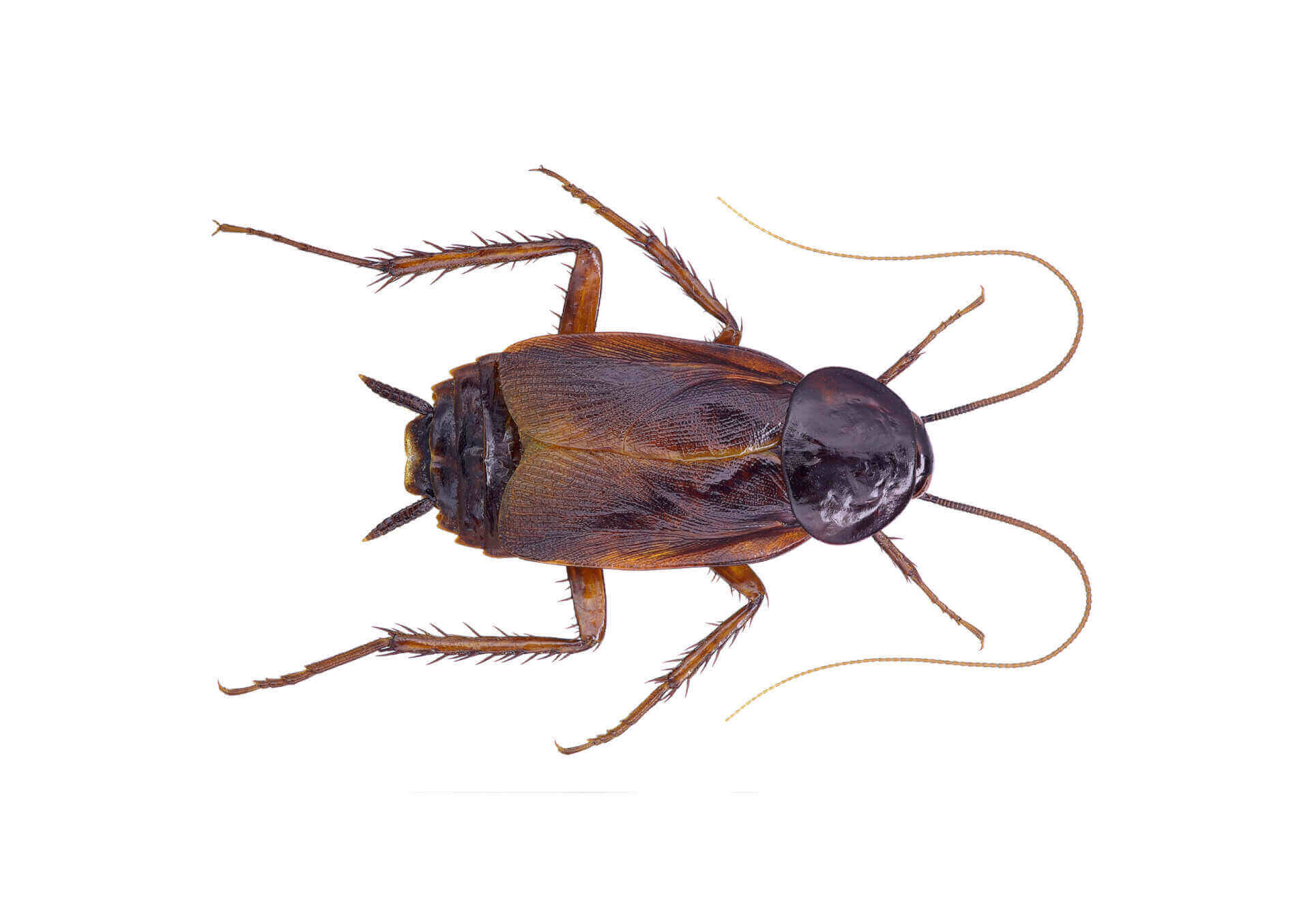 Oriental Cockroach Pest Control Cockroach Exterminator Near Me