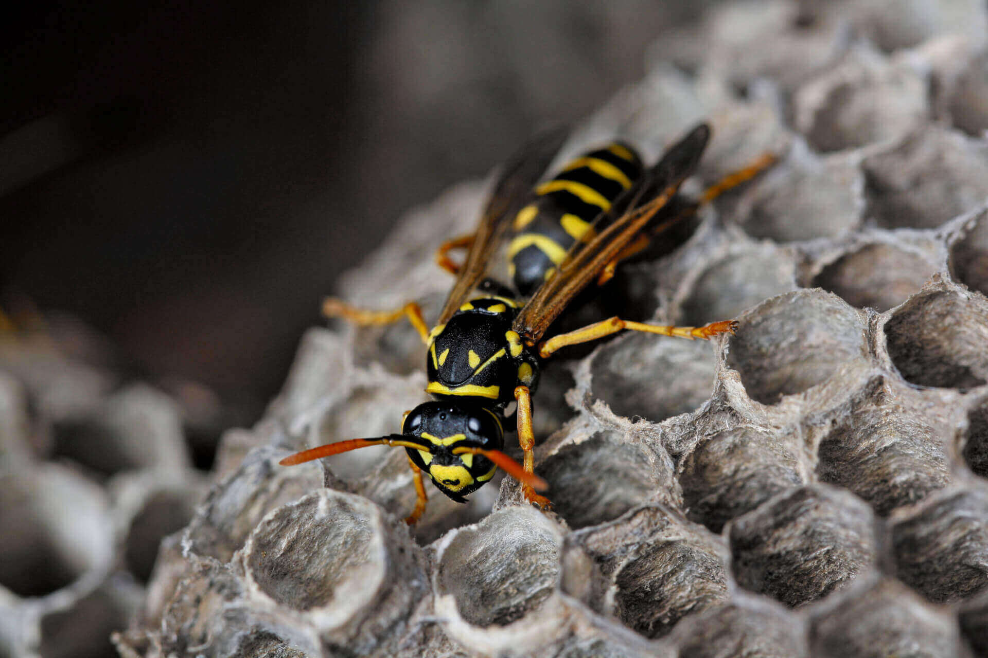 Paper Wasps Facts & Information