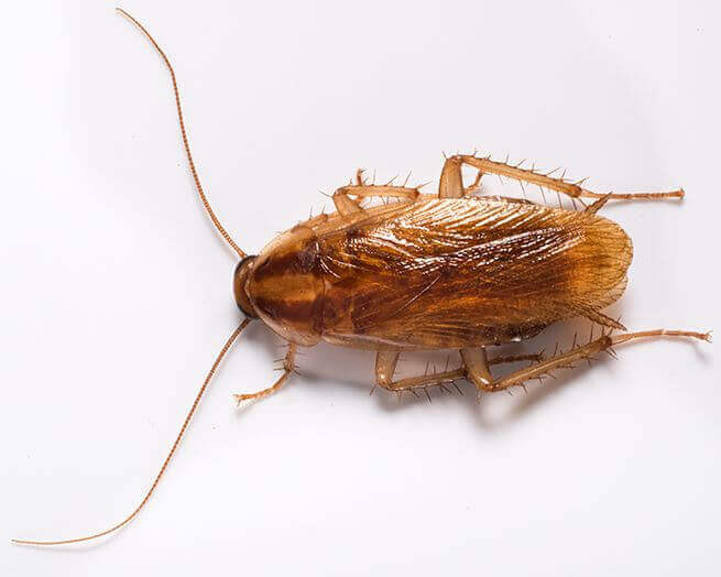 Pictures of Cockroaches What Do Cockroaches Look Like?