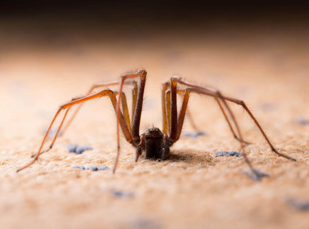 Pictures of Spiders Photo Gallery of Spider Images Waltham Pest Services