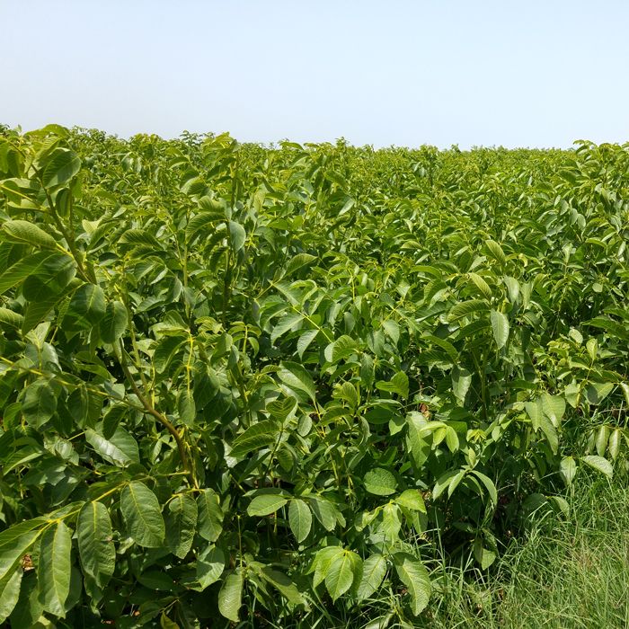 Walnut Tree Nursery Photos Waltree Nursery Turkey