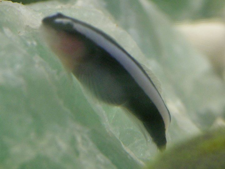 Blue Neon Goby Sick, Pregnant, or just plain FAT? New to the Hobby