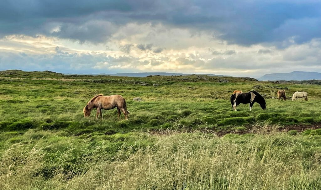 Iceland's Brennivín, Iceland&#8217;s Brennivín: Libations of the World