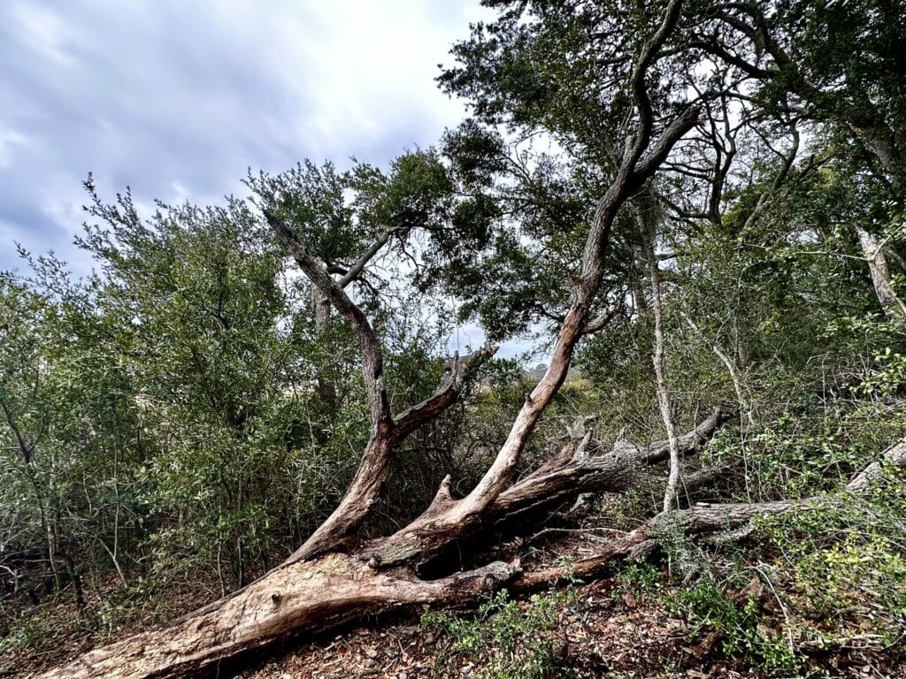 Historic Mitchelville, Exploring Historic Mitchelville Freedom Park in Hilton Head, SC: A Forgotten Chapter of Black History