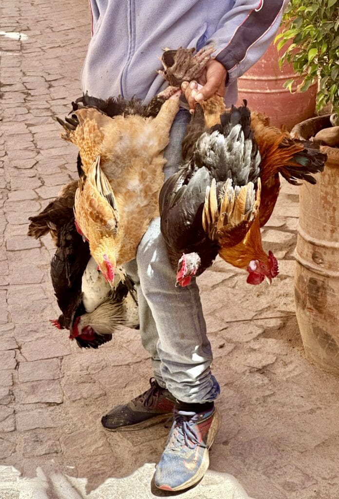 Markets of Morocco, The Markets of Morocco