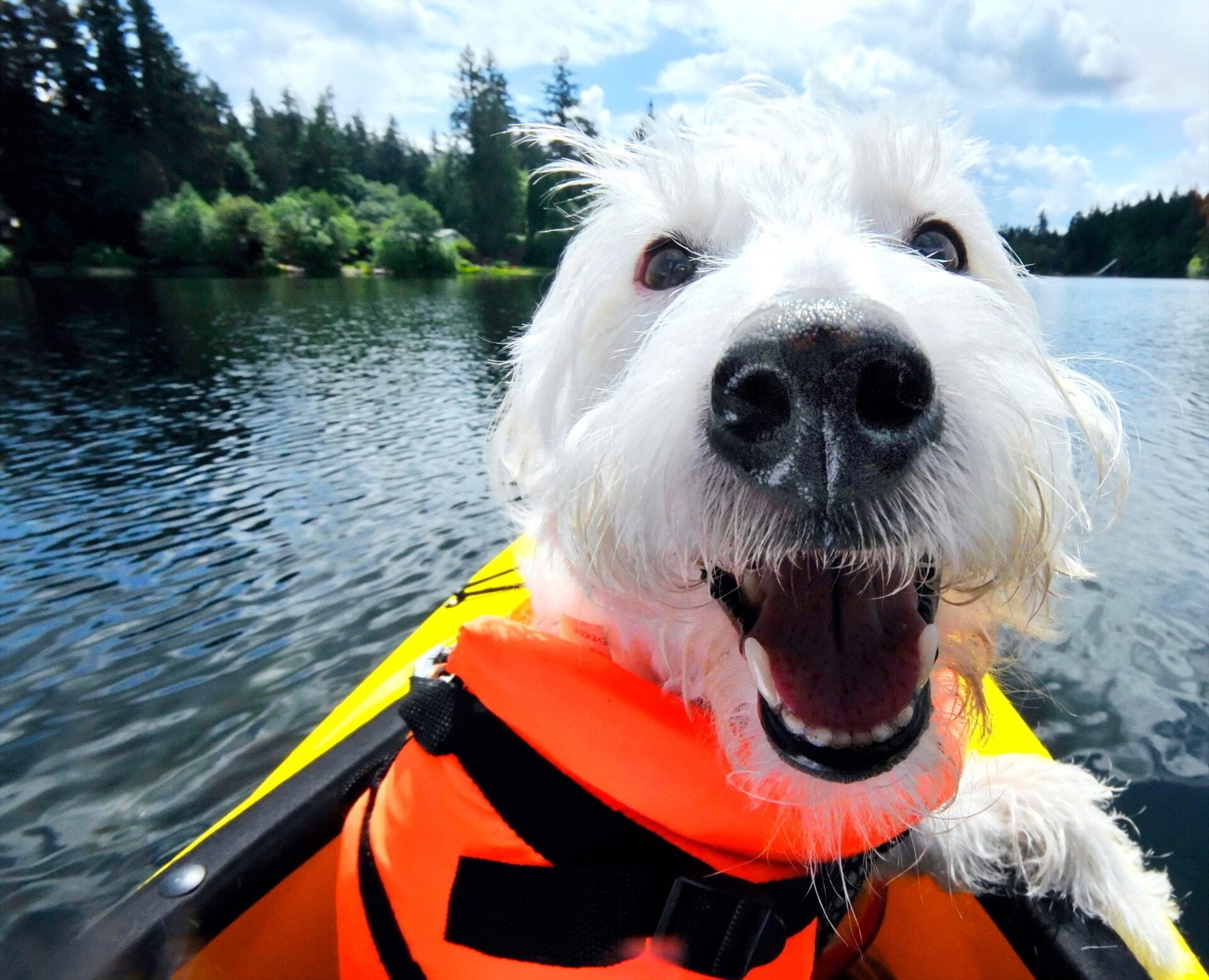 Dog Friendly Kayak Adventures Paddle Your Way to Fun Wanderland