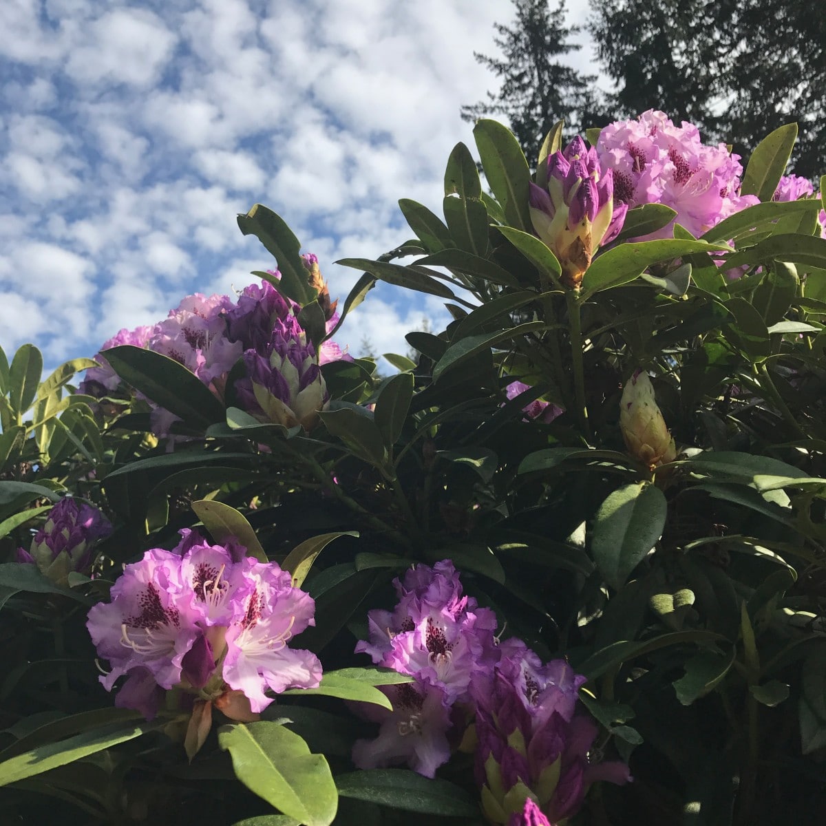 Port Townsend WA Events and Festivals Keep Visitors Returning