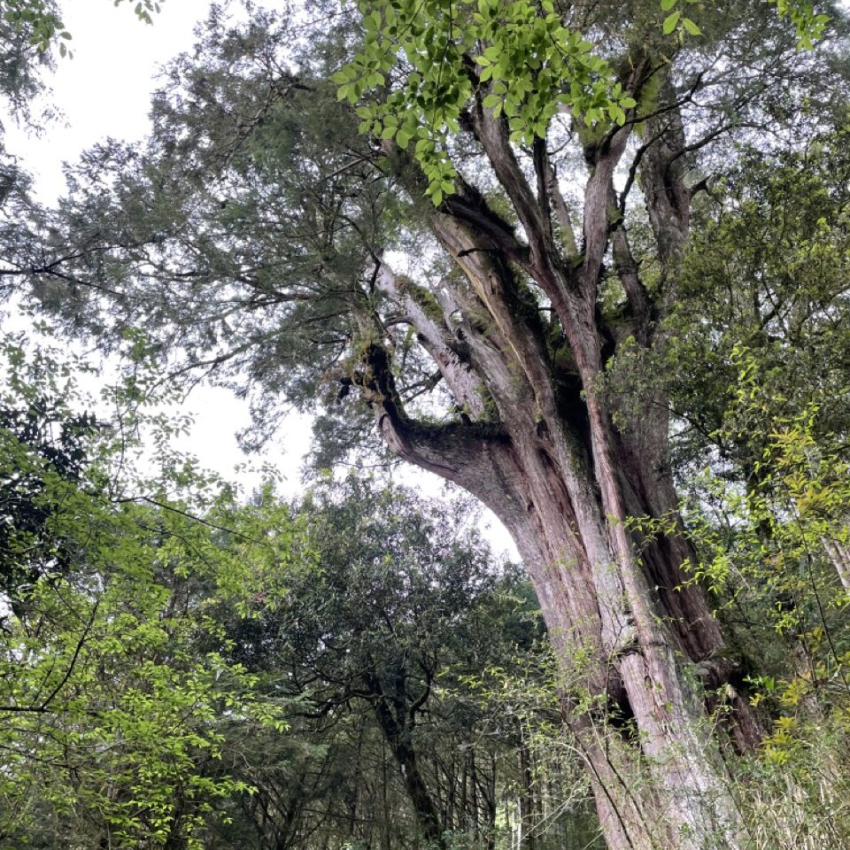 Guide to Divine Trees Garden Hiking in Taiwan WangWang Here!