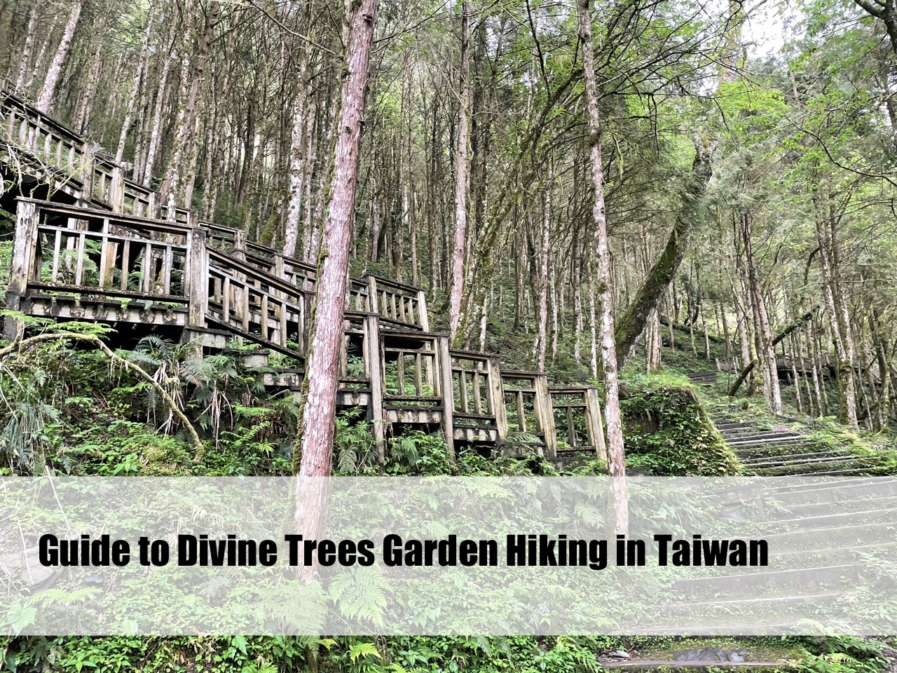 Guide to Divine Trees Garden Hiking in Taiwan WangWang Here!