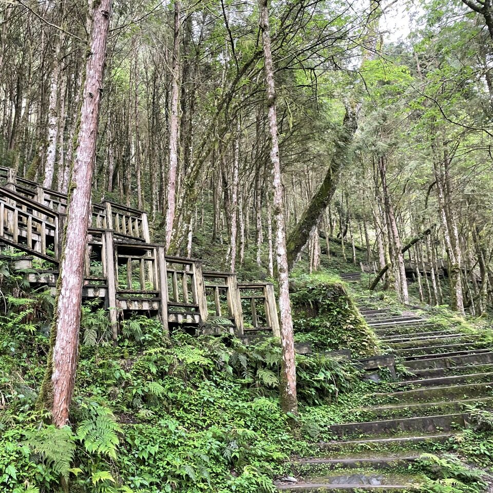Guide to Divine Trees Garden Hiking in Taiwan WangWang Here!