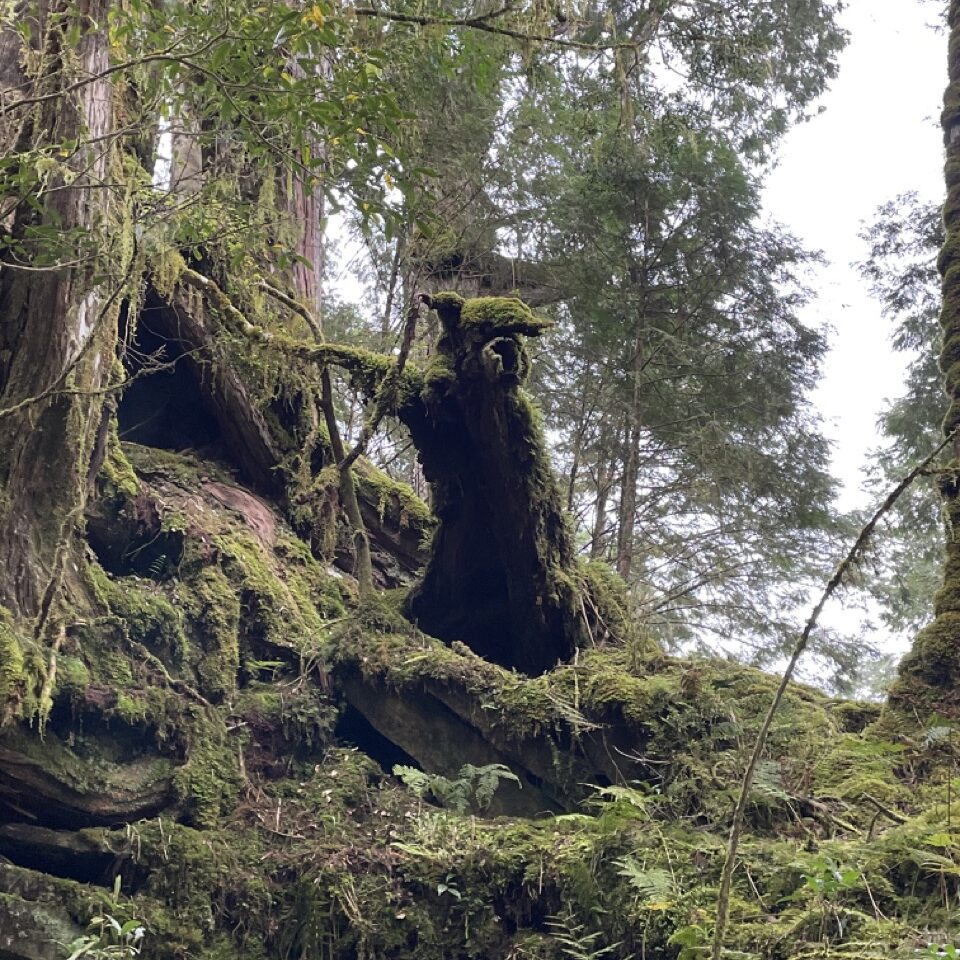 Guide to Divine Trees Garden Hiking in Taiwan WangWang Here!