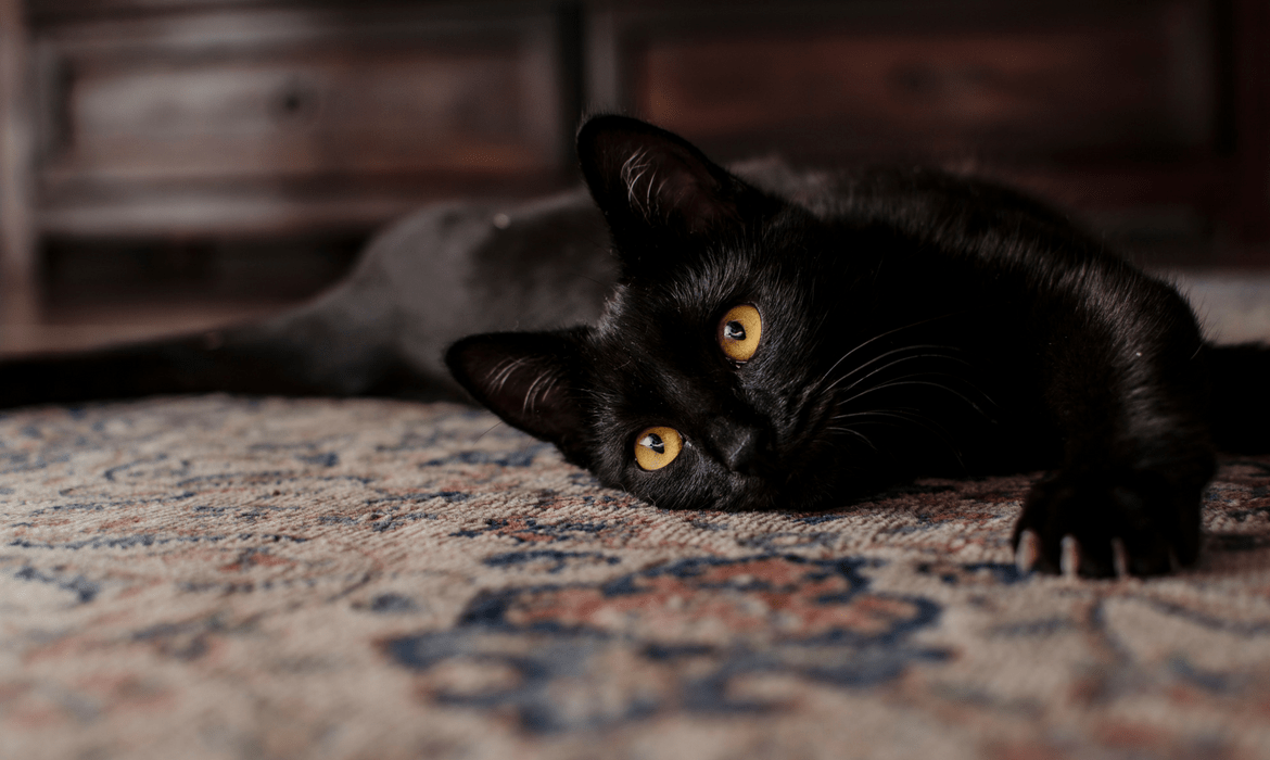 Top 5 des célébrités ayant adopté un chat noir WanimoBuzz