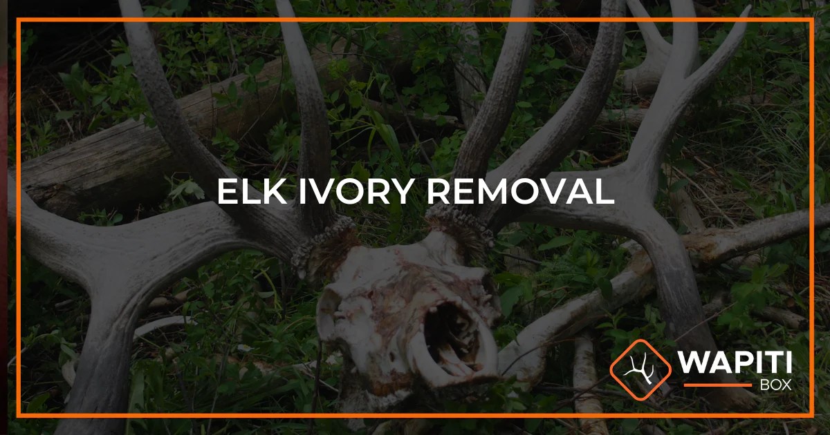 How to Remove Elk Ivories 8 Easy Steps Wapiti Box
