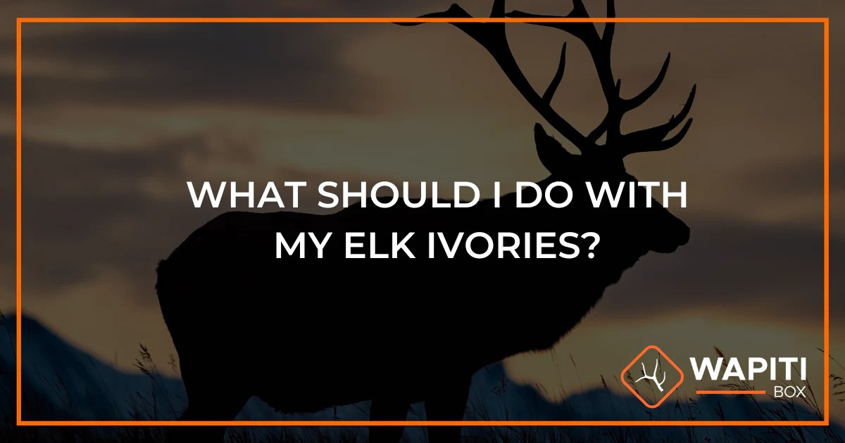 What To Do With Elk Ivories Wapiti Box