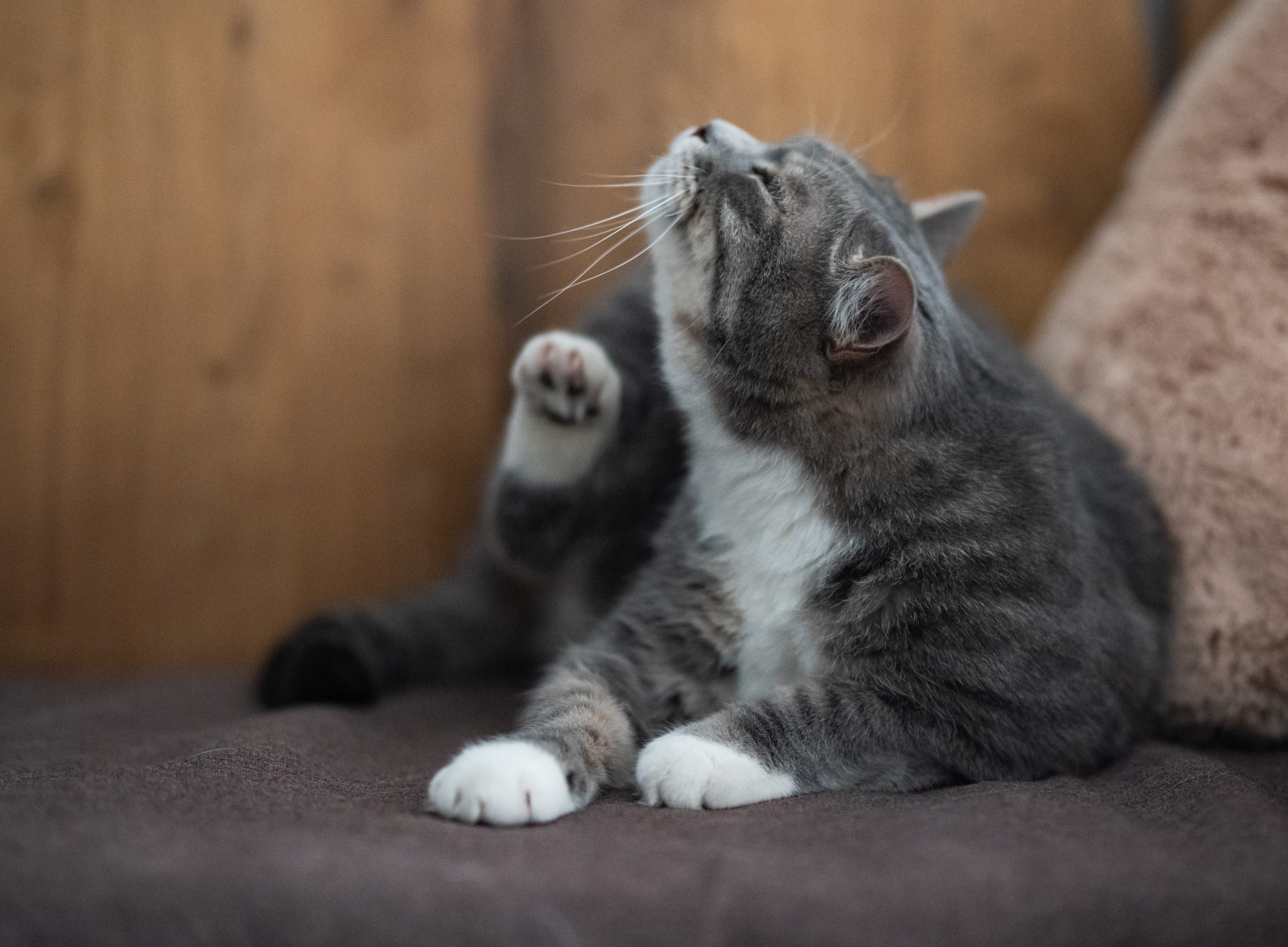 Home Remedies for Cats With Itchy Skin Wapiti Labs Inc