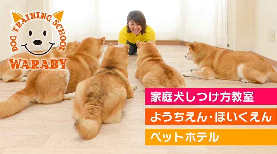 ペットホテル・一時預かり WARABY 千葉県市原市家庭犬のしつけ方教室・ようちえん