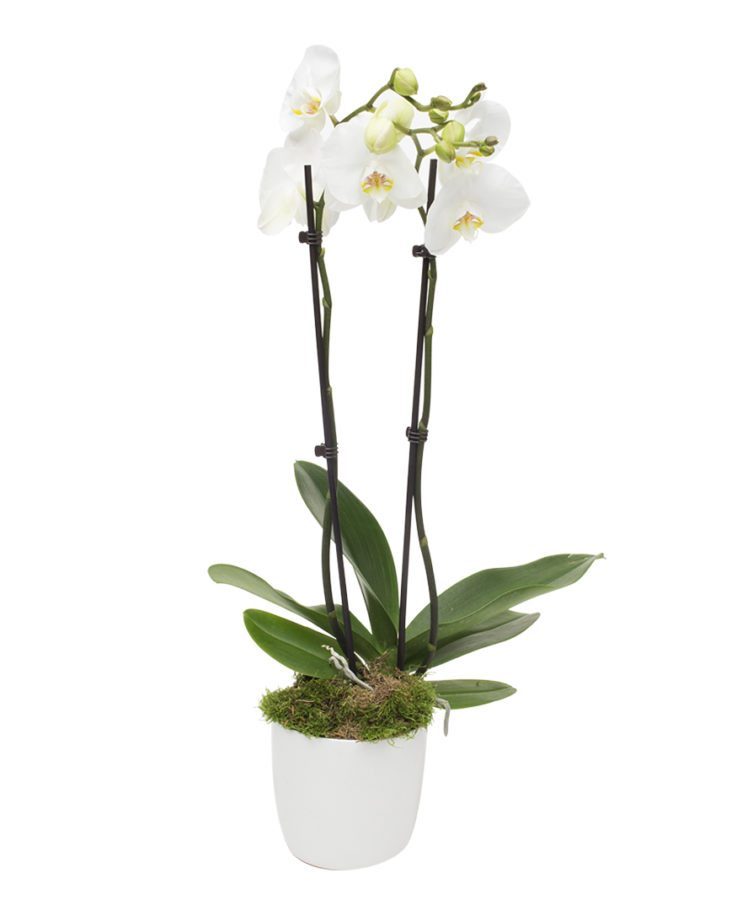 Double Stem White Orchid Send Flowers to Amman Jordan Online Gift