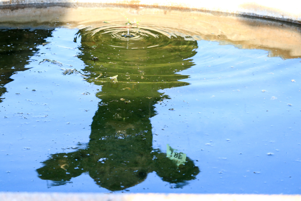 Pond Water Quality During Drought