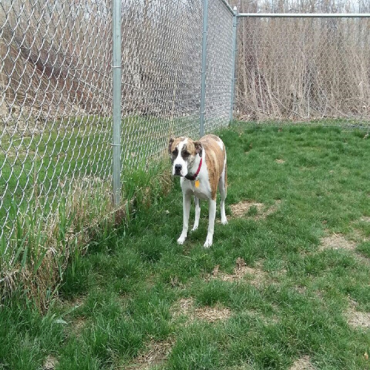 dixie2 Community Animal Hospital