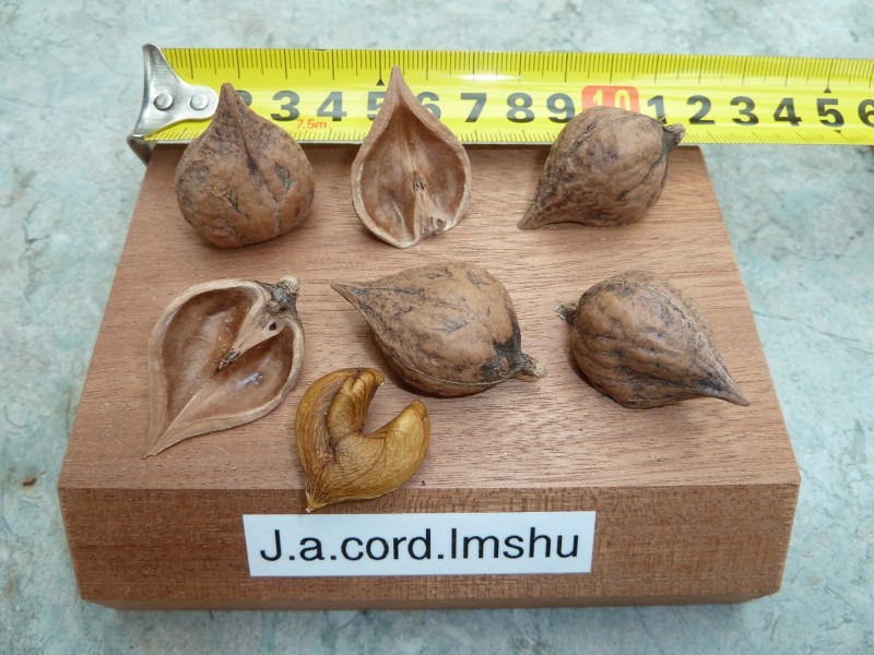 Heartnuts Warwickshire Walnuts & Trees