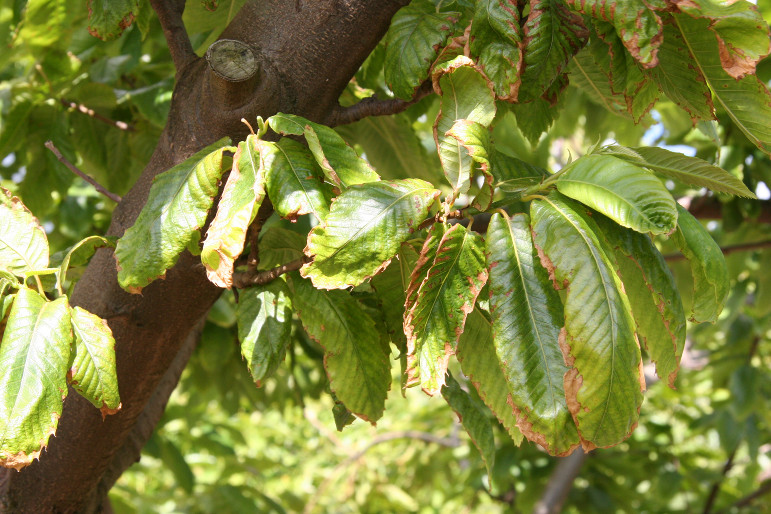 Washington Chestnut Company Reading Chestnut Tree Leaves