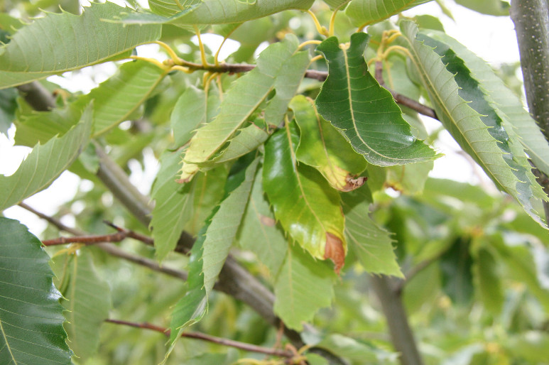 Washington Chestnut Company Reading Chestnut Tree Leaves