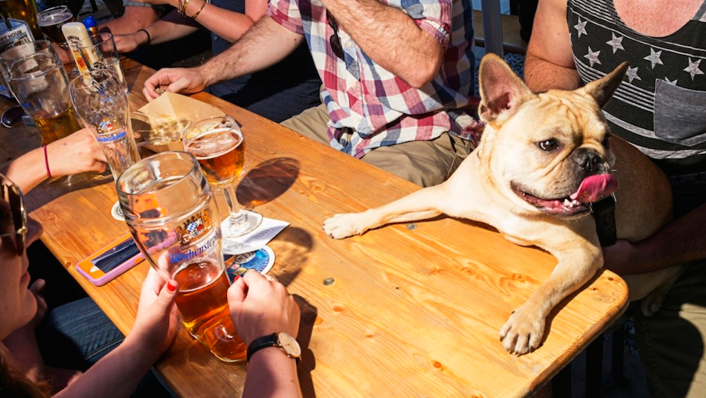 11 Best DogFriendly Restaurant Patios and Beer Gardens Around DC