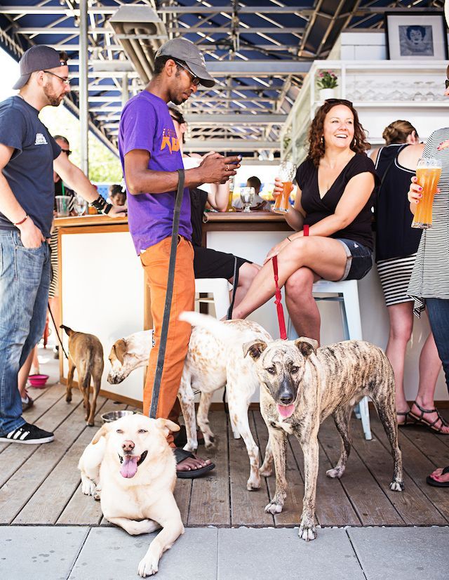 Are Dogs Allowed In Restaurants In Dc