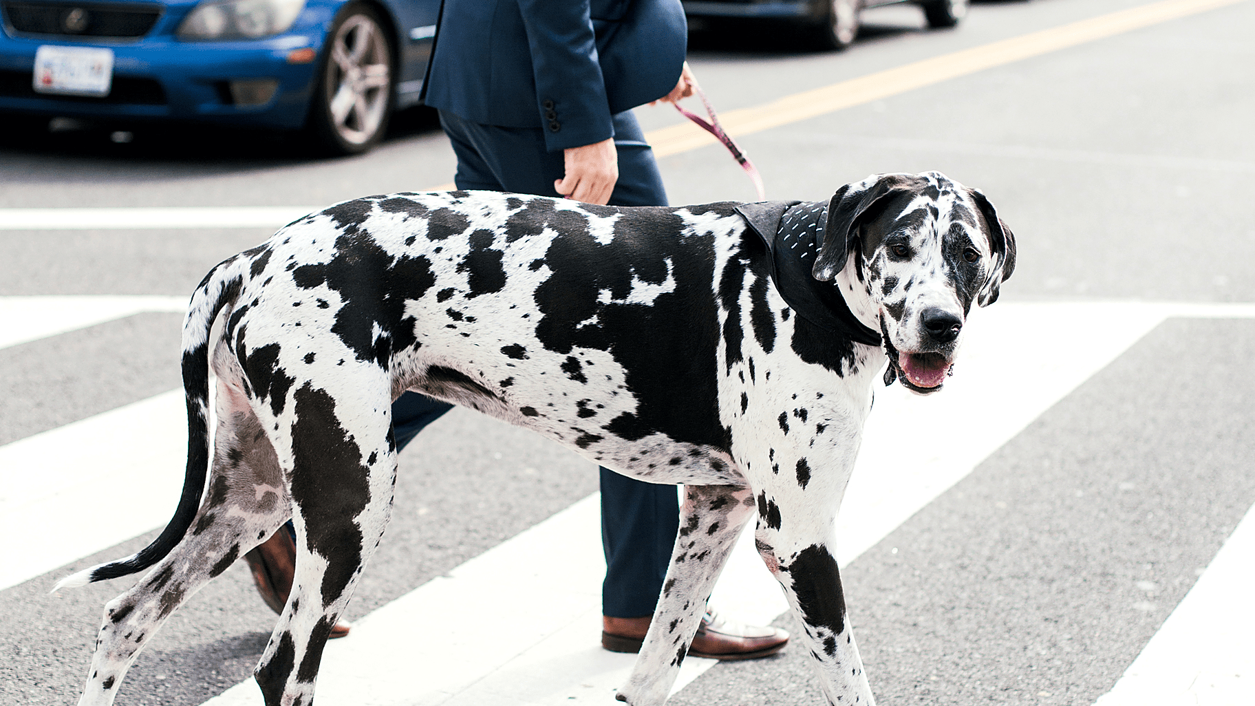 What Is A Good Big Dog For An Apartment