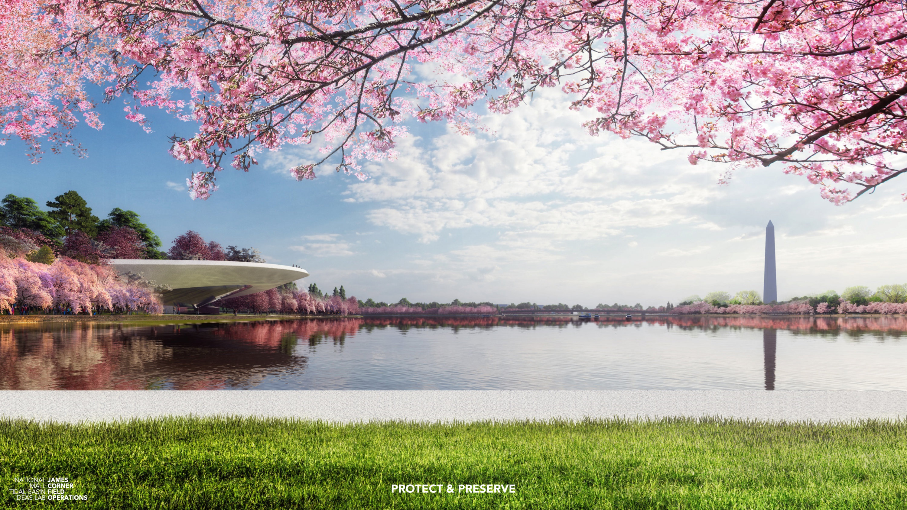 The Cherry Blossoms Are Drowning. How Can We Save Them? Washingtonian