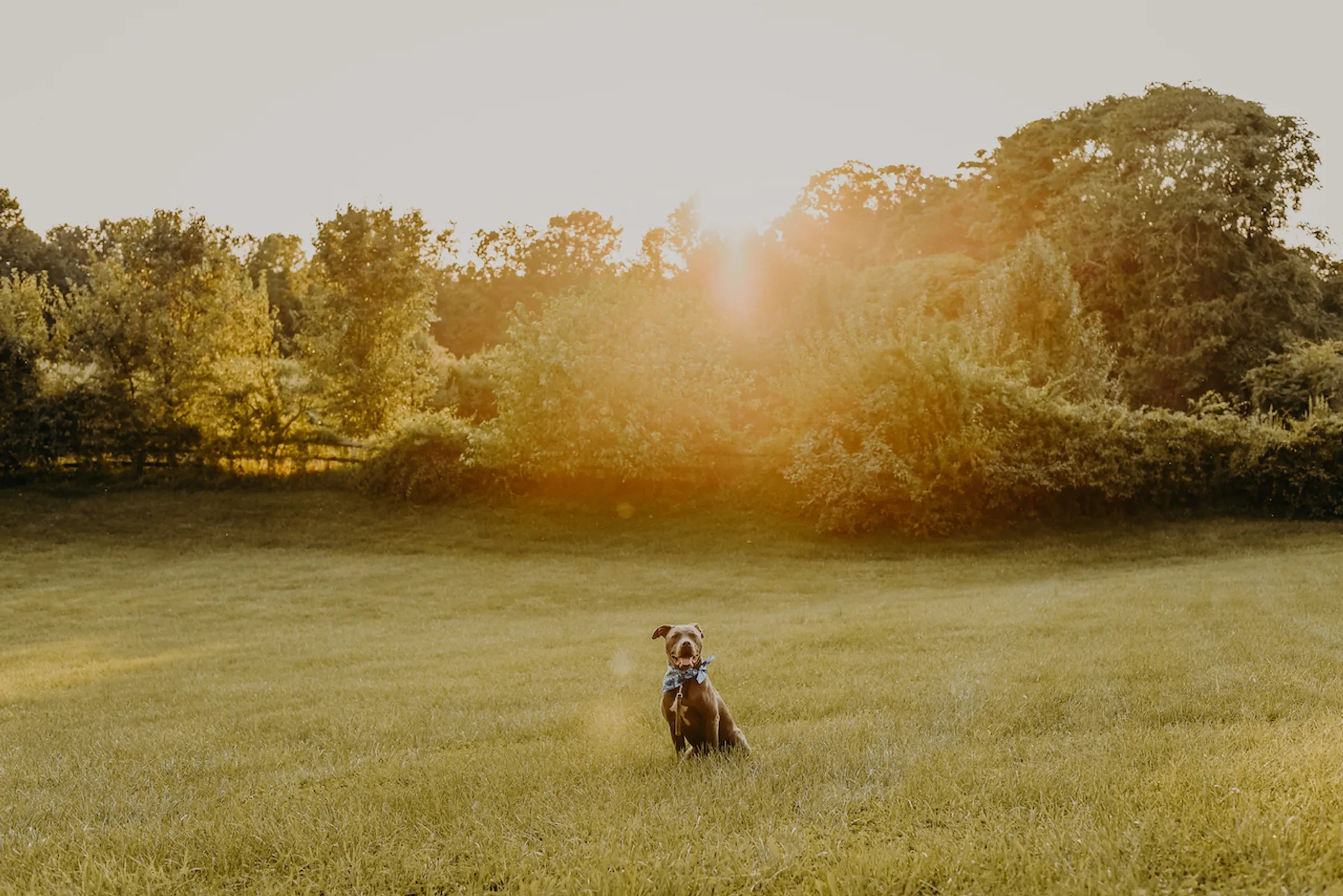 This App Lets You Rent a Backyard for Your Dog Washingtonian