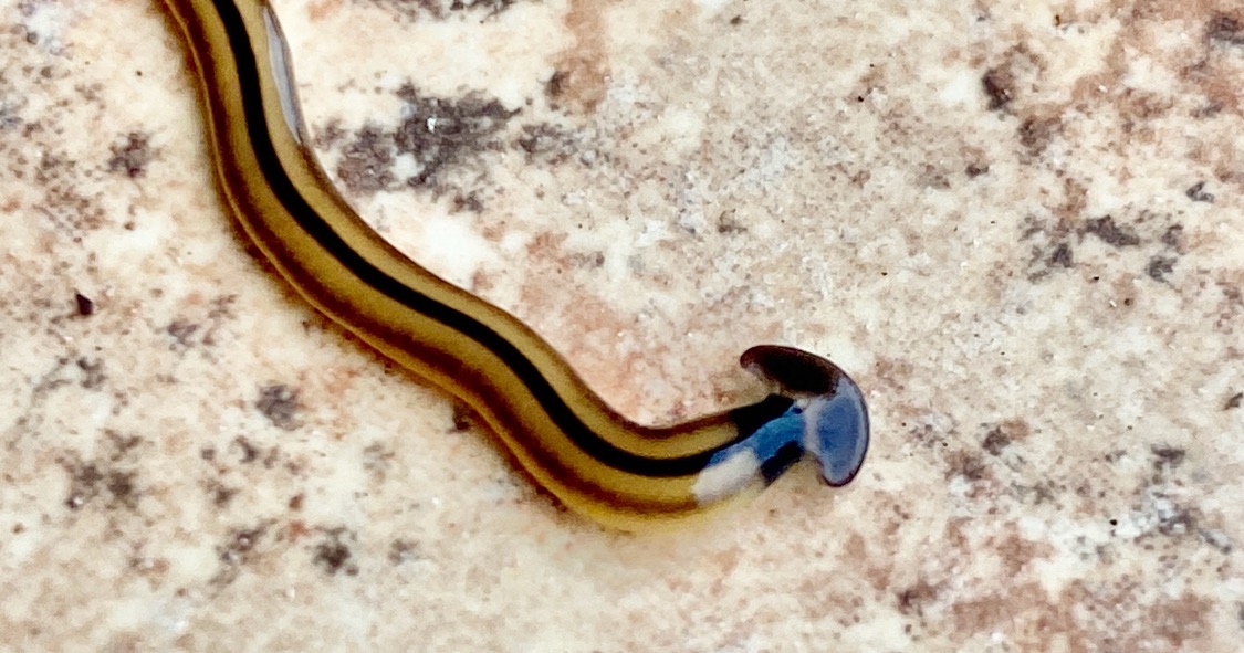 If You See This Hammerhead Worm, Kill It! Washingtonian