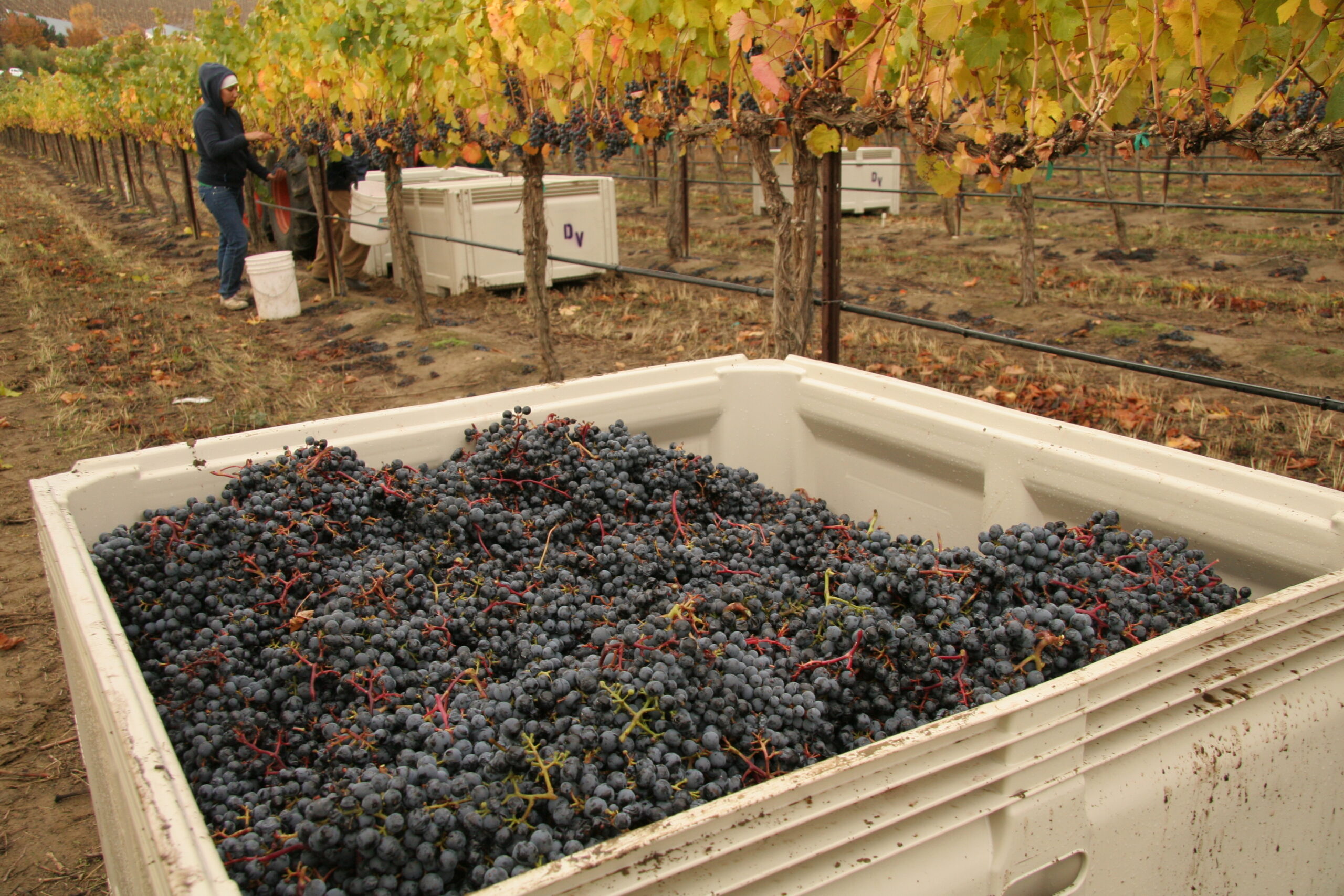 Impacts of Grape Maturity on Wine Color, Sensory Attributes by Dr. Jim